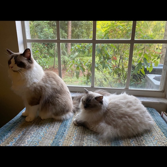 Meet your Posher, Posh - Picture 4 of 5